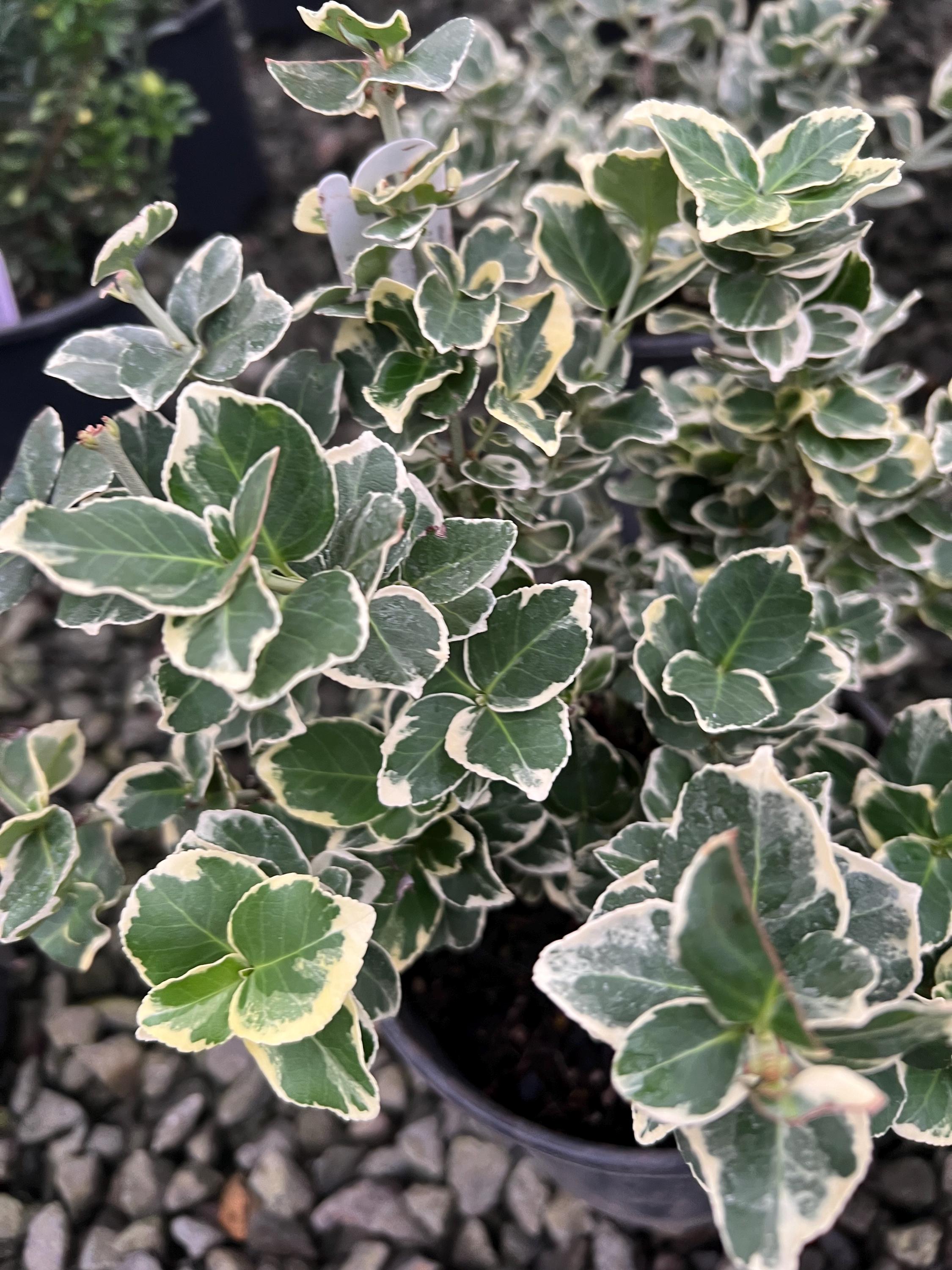 （greentomato）クレイユ　レリーフ GREEN (GREEN VINYL)/HIROSHI YOSHIMURA/吉村弘/2025リプレス:1986年