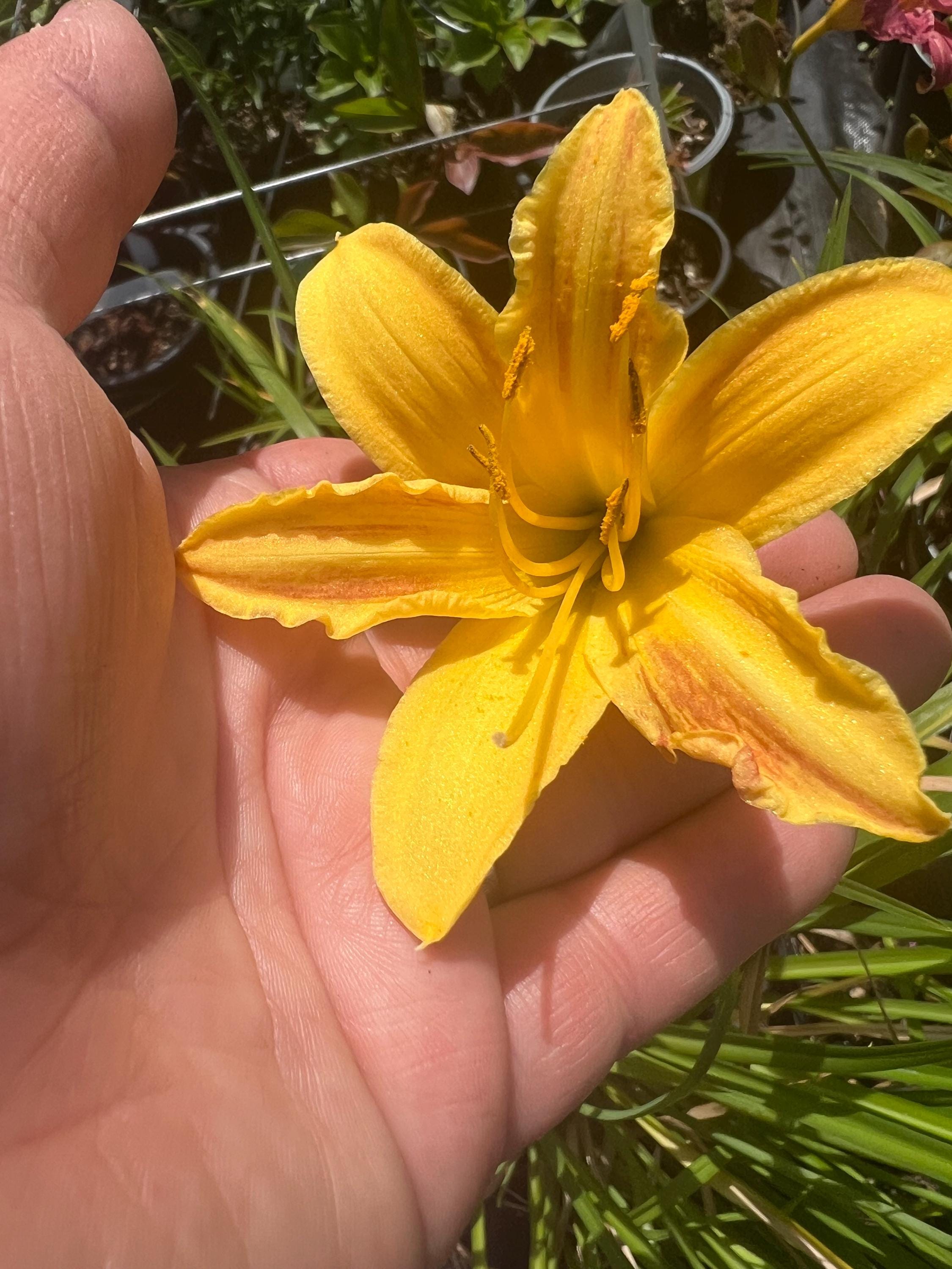 Hemerocallis Everydaylily 'yellow Punch' | Orange and Yellow