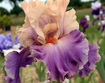 Iris 'Discovered Treasure' | Bearded Iris