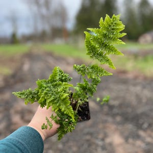 Dryopteris Austriaca 'crispa Whiteside' | Curled Austrian Shield Fern ...