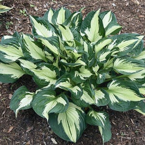 Hosta &#39;Colored Hulk&#39; | Compact Variegated Cream and Green Hosta | Flowering Shade Perennial | Slug Resistant