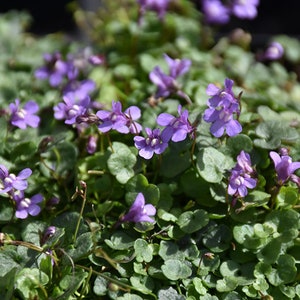 May include: A close-up of a ground cover plant with small, heart-shaped green leaves and clusters of tiny, purple flowers. The flowers have five petals and white centers, creating a vibrant contrast against the foliage.