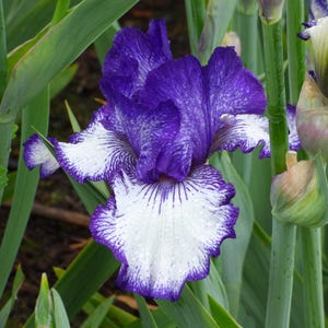 PRE-ORDER Fall Bulbs - Iris 'Ink Patterns' | White & Blue Bearded Iris | Reblooming Perennial | 1 bareroot rhizome | USDA Zones 3–9