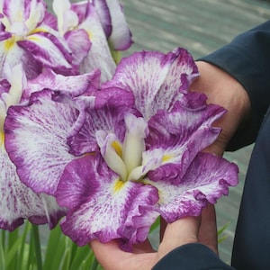 PRE-ORDER Fall Bulbs - Iris ensata Dinner Plate 'Harlequinesque' | Japanese Water Iris | Elegant Summer Blooming | USDA Zones 4–9