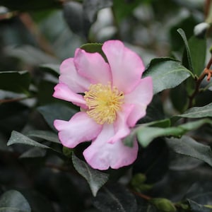 May include: A close-up of a pink flower with a yellow center, surrounded by dark green leaves. The flower has multiple petals with a delicate appearance. The background is blurred, emphasizing the flower's details.