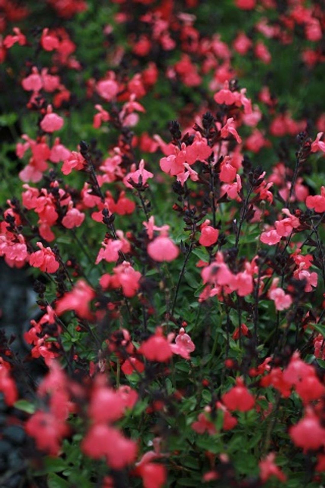 Salvia Greggii 'MIRAGE Salmon' | 'balmirsal' | Drought-tolerant