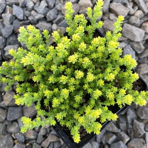 Sedum acre &#39;Aureum&#39; | Golden Stonecrop | Gold Moss | Evergreen | Drought-Tolerant Succulent Groundcover | USDA Zones 4–9