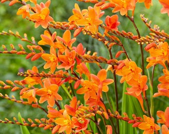 Crocosmia ‘Peach Melba’ | Peach Flowering Montbretia