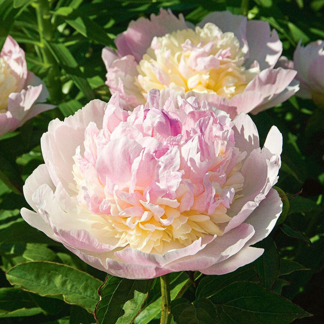 Peony 'raspberry Sundae' | Double Creamy Pink Paeonia, Fragrant - Fall ...