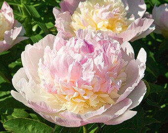 Peony 'Raspberry Sundae' | Double Creamy Pink Paeonia, Fragrant