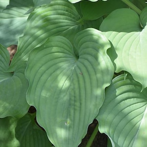 PRE-ORDER Fall Bareroot - Hosta &#39;Komodo Dragon&#39; | Giant Hosta | Flowering Shade Perennial | Slug Resistant | USDA Zones 3–9