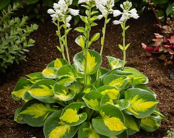 Hosta 'Sunset Grooves' | Medium Small Variegated Plantain Lily - Fall 2026 Pre-Order