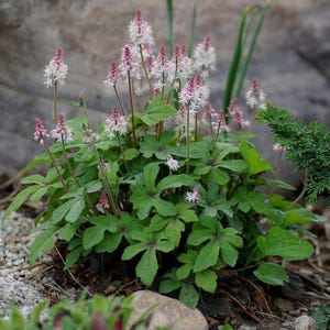 Tiarella 'Pink Skyrocket' | Foam Flower, Compact Shade-Loving Perennial - 1 gallon pot image 8