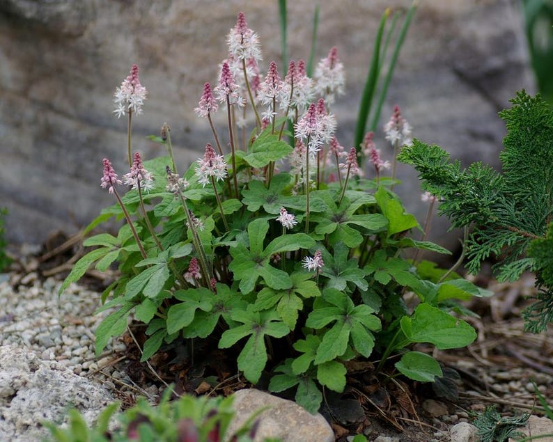 Tiarella 'Pink Skyrocket' | Foam Flower, Compact Shade-Loving Perennial - 1 gallon pot image 8
