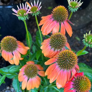 Echinacea &#39;Artisan Soft Orange&#39; | Coneflower | Long Blooming Perennial | Pollinator Magnet! | Perfect Cut Flower | Multiple Sizes