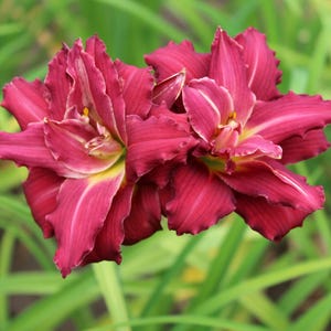 PRE-ORDER Fall Bulbs - Hemerocallis &#39;Double Red&#39; | Red Compact Daylily | Summer Bloomer | Deer-Resistant | USDA Zones 3–9