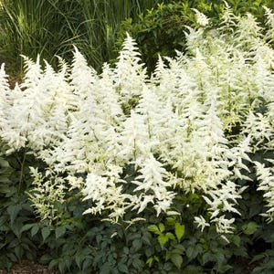 Astilbe &#39;Bridal Veil&#39; | White False Goat’s Beard | Shade Flowering Perennial | Potted Live Plant | USDA Zones 4-9