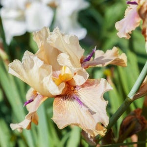 PRE-ORDER Fall Bulbs - Iris &#39;Thornbird&#39; | Soft Pastel Bearded Iris | Reblooming Perennial | 1 bareroot rhizome | USDA Zones 3–9