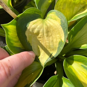 PRE-ORDER Fall Bareroot - Hosta &#39;Sunset Grooves&#39; | Medium Small Variegated Yellow and Green Hosta | Flowering Shade Perennial