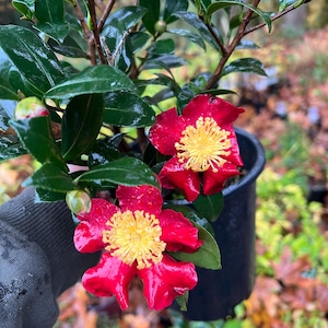 Dwarf Camellia Sasanqua - Etsy