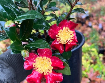 Camellia sasanqua 'Yuletide' | Winter Blooming Evergreen Shrub, 1 gallon pot