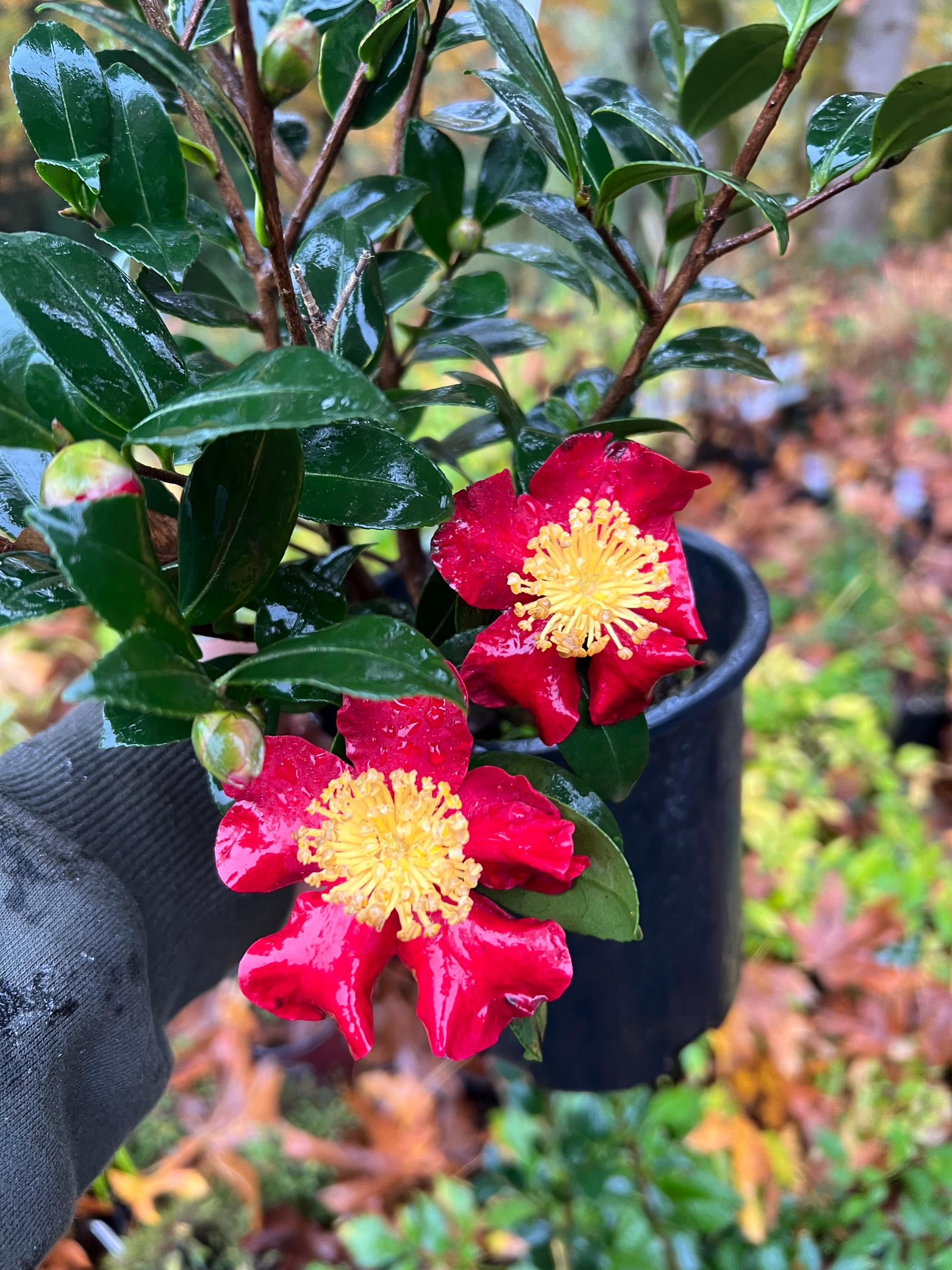 Camellia Sasanqua 'yuletide' | Winter Blooming Evergreen Shrub, 1
