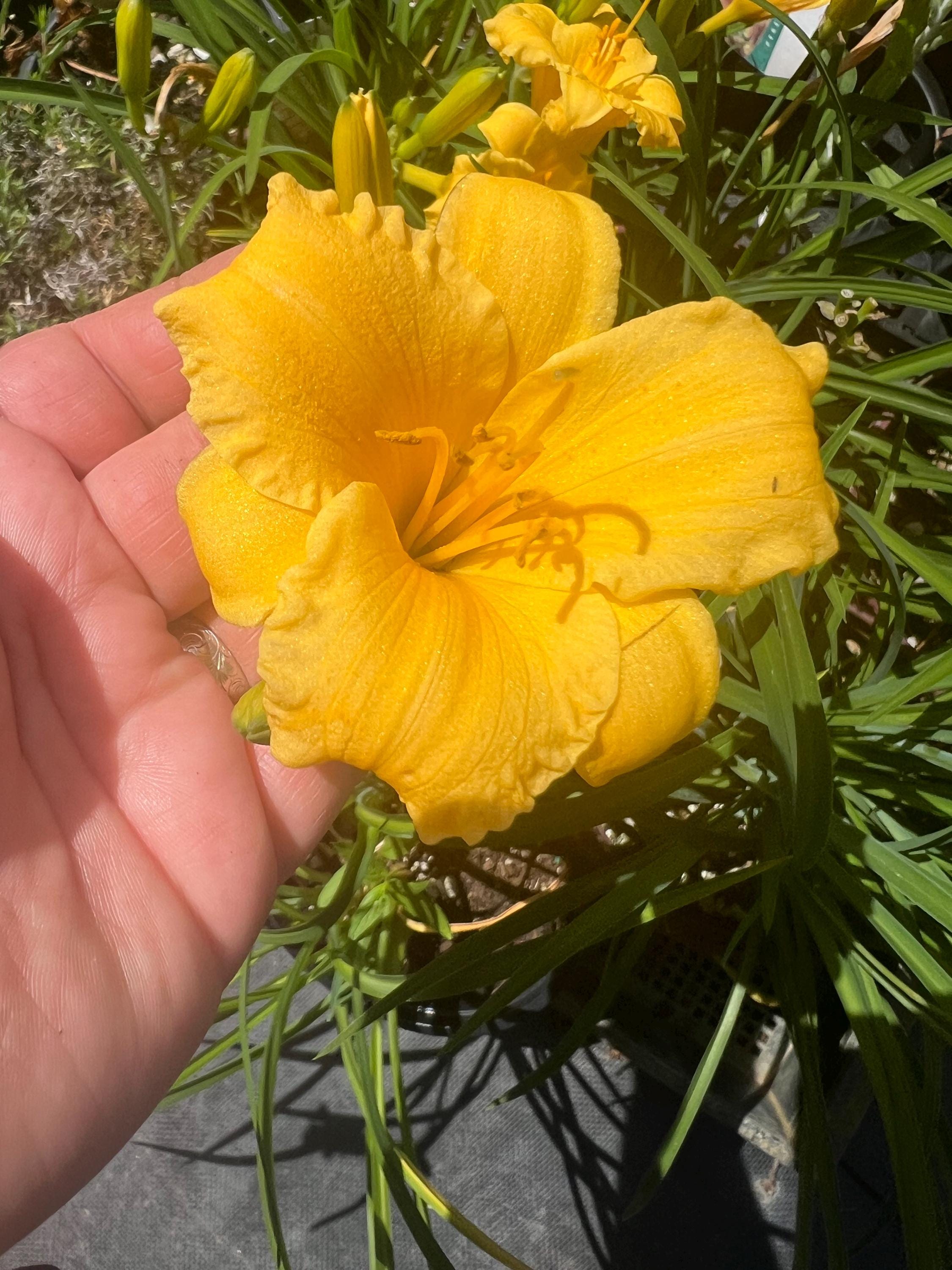 Hemerocallis 'stella De Oro' | Yellow Daylily, Re-blooming Dwarf
