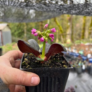 May include: A small pink flowering plant in a black plastic pot. The plant has dark green leaves with reddish-purple undersides.