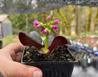 Bergenia 'Shoeshine Rose' | Elephant Ear, Evergreen