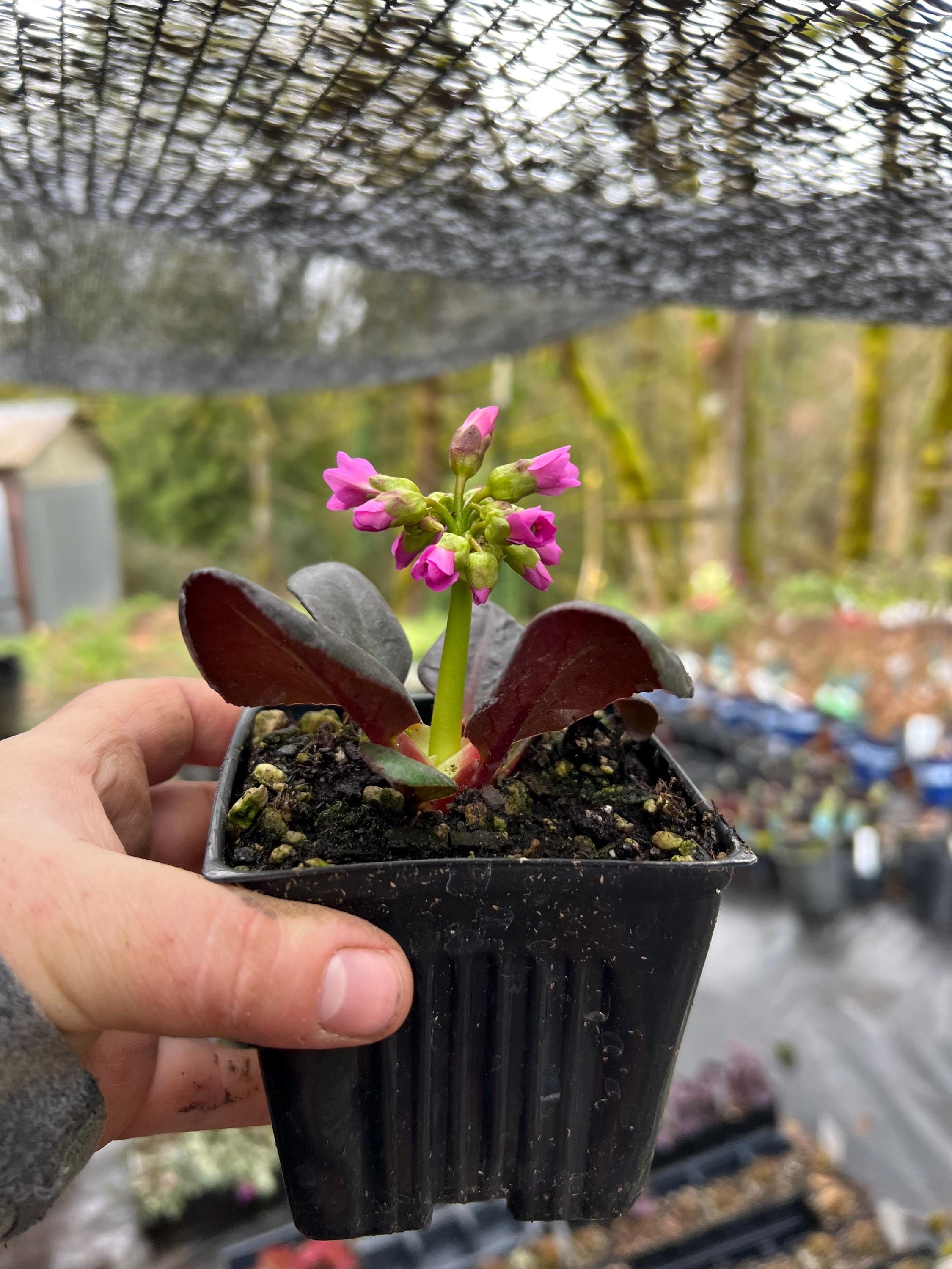 Bergenia 'shoeshine Rose' | Elephant Ear, Evergreen - Etsy