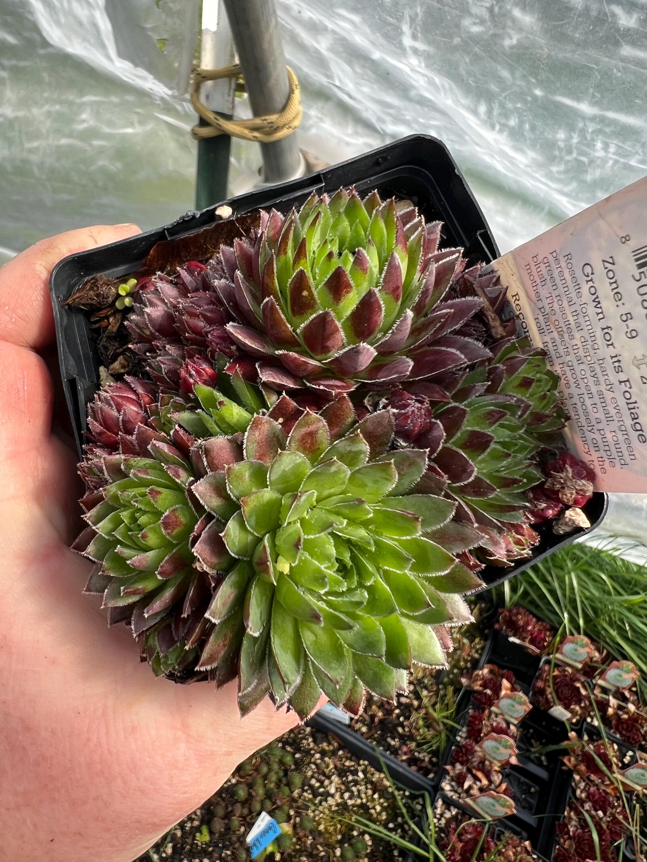 Succulent Jovibarba 'hedgehog' | Roly-poly Color Changing