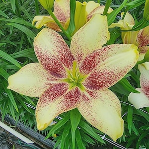 PRE-Order Fall Bulbs - Lilium &#39;Easy Spot&#39; | Asiatic Lily | Vibrant Summer Blooms | USDA Zones 3–9
