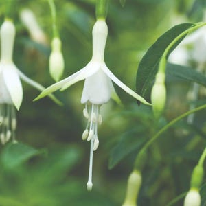 May include: A close-up of a white fuchsia flower with long, slender petals and a delicate, drooping stem. The flower is surrounded by green leaves.