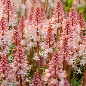 Tiarella &#39;Spring Symphony&#39; | Pink Foam Flower | Compact Shade-Loving Perennial | USDA Zones 4–8