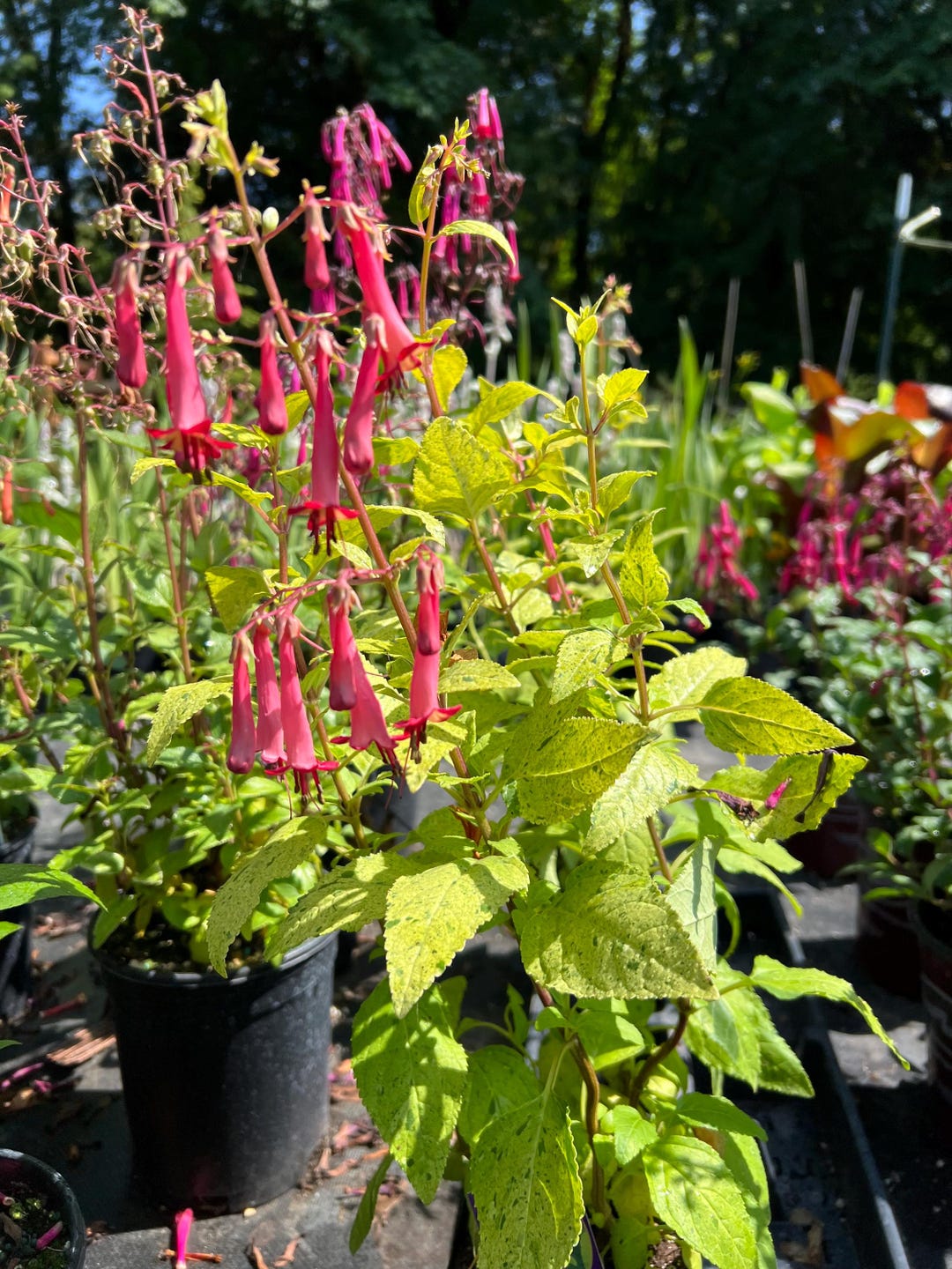 Phygelius 'lemon Spritzer' | Variegated Cape Fuchsia, Semi