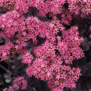 Sedum SUNSPARKLER &#39;Plum Dazzled&#39; | Purple Stonecrop | Deciduous | Drought-Tolerant Succulent Groundcover | USDA Zones 4-9