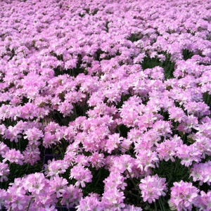 Armeria maritima 'Victor Reiter' / Sea Thrift, cubierta vegetal perenne resistente a la sequía
