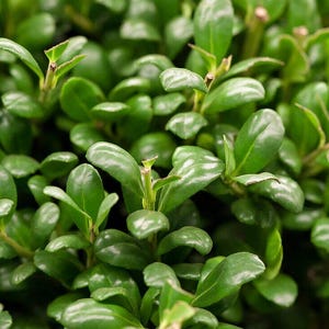 Ilex crenata &#39;Convexa&#39; | Boxleaf Japanese Holly | Evergreen Hedge Shrub | USDA Zones 5-8