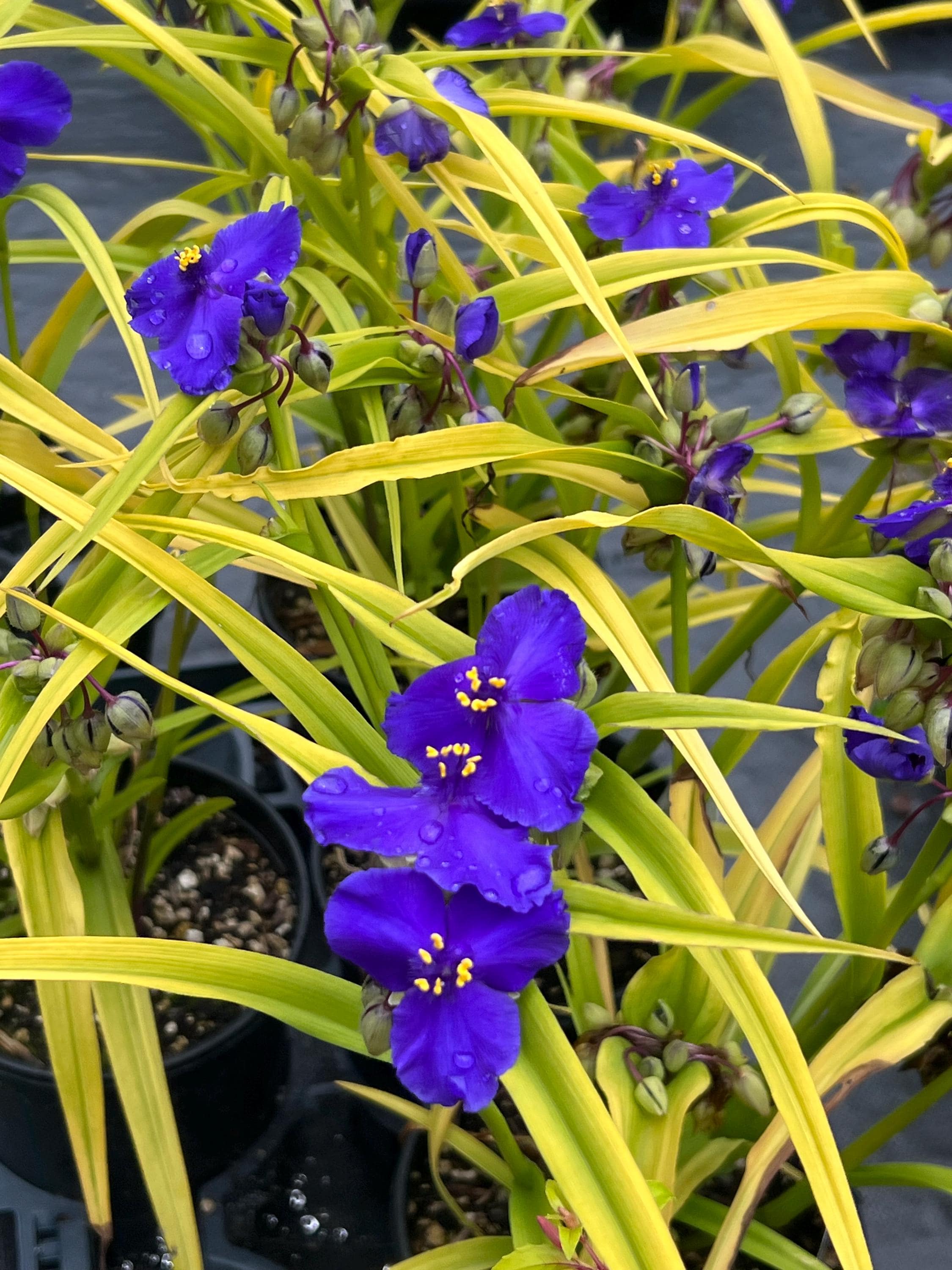 Tradescantia 'sweet Kate' | Golden Spiderwort, Unique Flowering