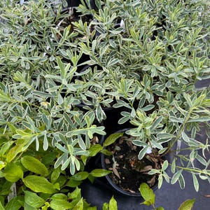 polemonium plants Polemonium Reptans Jacob's Ladder Native Seeds for Sale – Native  BEE-Ginnings