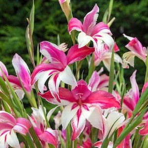 May include: Close-up of vibrant gladiolus flowers with white and magenta petals. The flowers have a striking striped pattern and are set against a blurred green background. The image showcases the beauty of the blooms and their long green stems.