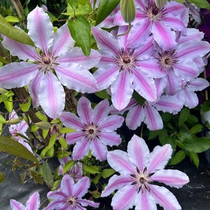 Clematis &#39;Nelly Moser&#39; | Flowering Vine | Striking Pink and White Blooms | Deer-Resistant | USDA Zones 4-9 | Winter Dormant