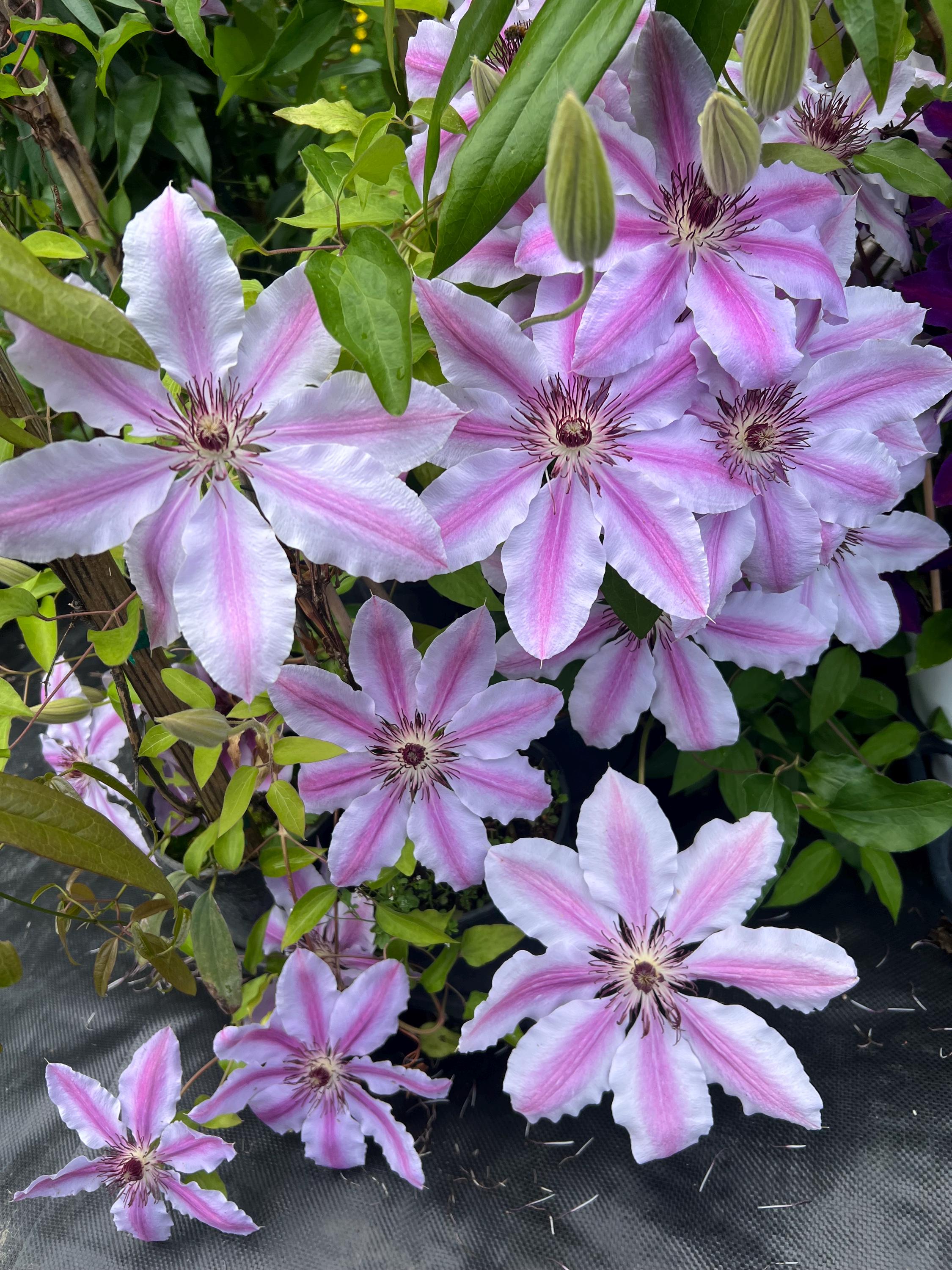 Clematis 'nelly Moser' | Deciduous Flowering Vine, Multiple Size