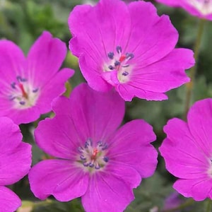 Geranium &#39;Max Frei&#39; | Cranesbill | Hardy Geranium USDA Zones 4-8 | Multiple Size Options