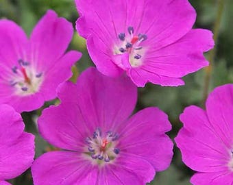 Geranium 'Max Frei' | Cranesbill, Hardy Geranium
