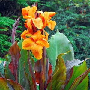 Canna &#39;Wyoming&#39; | Bronze Foliage Canna Lily | Large Orange Flowers | Tropical Foliage | Hardy Perennial USDA Zones 7–11