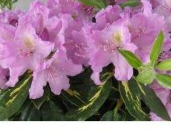Rhododendron 'goldflimmer' | Variegated Foliaged Evergreen Shrub - 1 Gallon  Pot - Etsy
