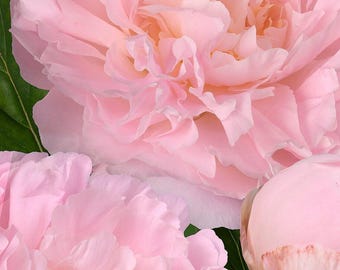 May include: Two large, fully bloomed light pink peony flowers with ruffled, delicate petals and one smaller, tightly closed pink peony bud, all accompanied by deep green leaves with visible veins, captured in a detailed, high-resolution view.