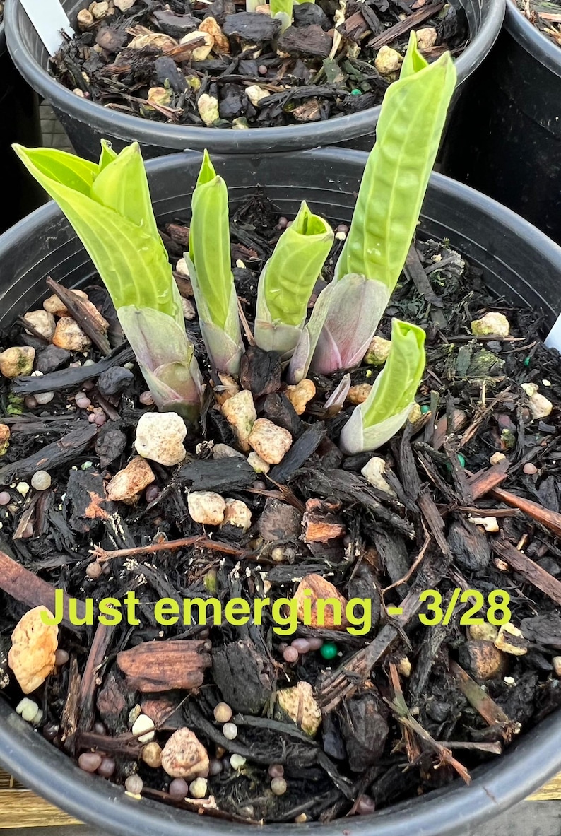 hosta-brim-cup-plantain-lily-flowering-shade-perennial-multiple