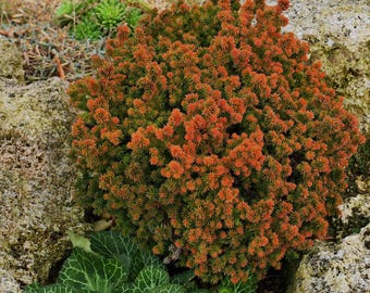 Cryptomeria japonica 'Vilmoriniana' | Japanese Cedar